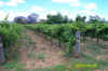 vinproduktion.jpg (59014 byte)